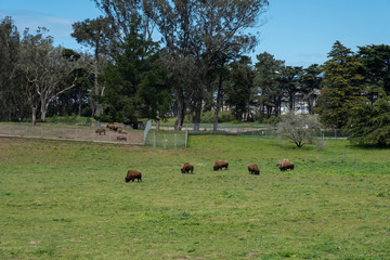 5 Buffalo Grazing, 5 baby bison in background,  San Francisco Bison Paddock © Larry Zhou
