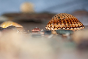 Seashell on a diffuse and colorful background Cheerful and colorful marine and vacation set