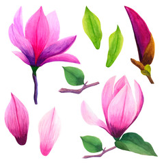  Watercolor set of magnolia elements isolated on white background. Two blossoming and unopened bud, foliage, petals. Perfect for greeting cards, wedding invitations, print products, design, clip art