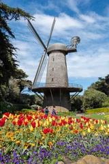 Poster Windmill and tulips in bloom, Social Distancing, Queen Wilhelmina Garden, San Francisco, CA, March 22, 2020 © Larry Zhou