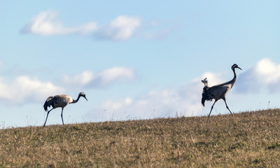 crane pair silhouettes