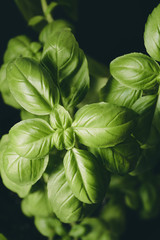 Close up of fresh basil leaves on a dark background.
