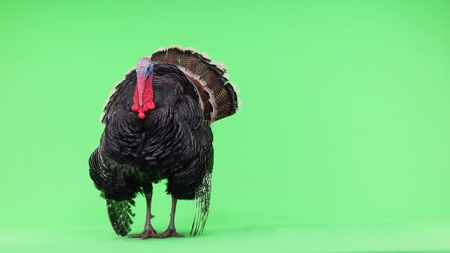 Turkey opens feathers and makes a sound twice. Bronze turkey isolated green screen 1.5 year,  weight is 12 kilograms.