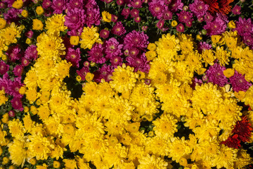 Sunny Yellow and Purple Chrysanthemums - 332722664