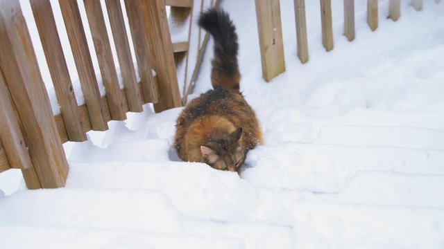 Large maine coon cat climbing walking wooden deck stairs in home house backyard during snowing snowy winter weather, steps covered in snow