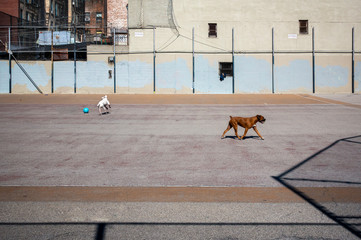 Two Dogs Playing on an Empty New York City Playground - 332722861