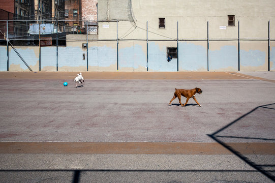 Two Dogs Playing On An Empty New York City Playground