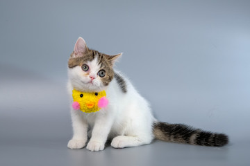 Fototapeta premium British Shorthair Kitten Cat Isolated