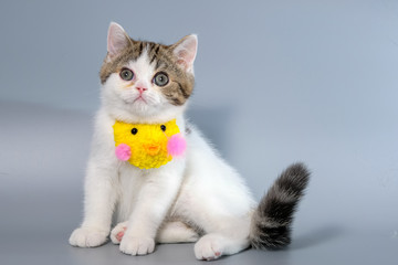 British Shorthair Kitten Cat Isolated