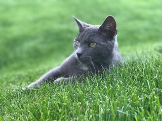 Graue Katze in der Wiese