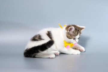 British Shorthair Kitten Cat Isolated