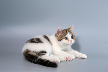 British Shorthair Kitten Cat Isolated