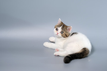 British Shorthair Kitten Cat Isolated