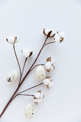 Cotton flower branch with easter eggs on white background