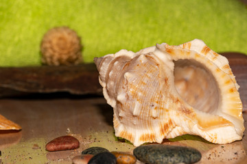 Seashell on a diffuse and colorful background Cheerful and colorful marine and vacation set