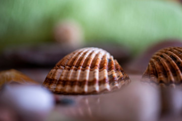 Seashell on a diffuse and colorful background Cheerful and colorful marine and vacation set