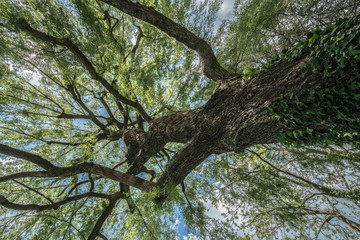 trees and sky