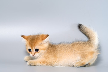 British Shorthair Kitten Cat Isolated