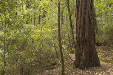 California Redwood Trees