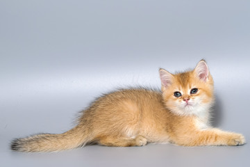 British Shorthair Kitten Cat Isolated