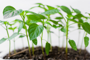 Garden and vegetable garden .Spring planting.Fresh young pepper sprouts in a box.Green seedlings on a rustic wooden table.Green sprouts in the ground.Spring vegetables.Flowers.Copy space.