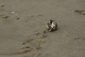 Cozza sulla battigia a Riccione