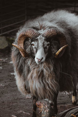 Naklejka premium portrait of a ram, mountain sheep close up 