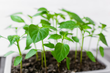 Garden and vegetable garden .Spring planting.Fresh young pepper sprouts in a box.Green seedlings on a rustic wooden table.Green sprouts in the ground.Spring vegetables.Flowers.