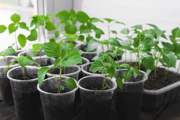 Garden and vegetable garden .Spring planting.Fresh young green shoots in a box .Green seedlings on a rustic wooden table.Green sprouts in the ground.Spring vegetables.Flowers.