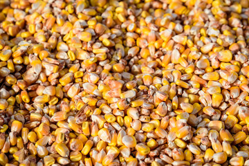 Close up of dried corn grains that will be used as food for animals, displayed for sale at a market, photographed with soft focus