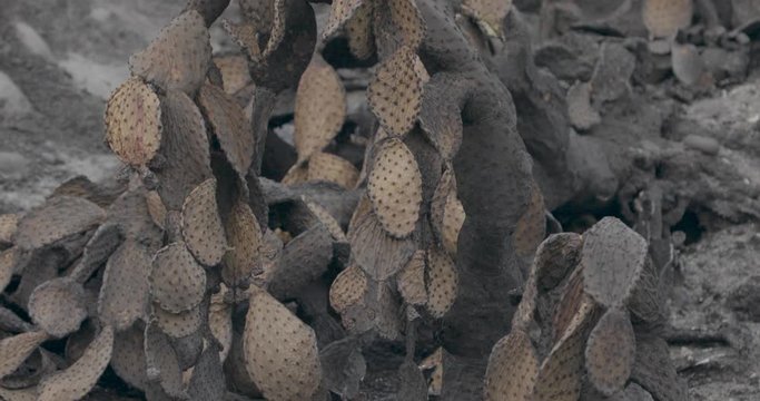 Dead Cacti - Aftermath of Thomas Fire in Ventura California December 2017
