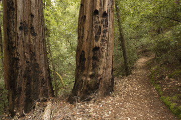 California Redwood Trees
