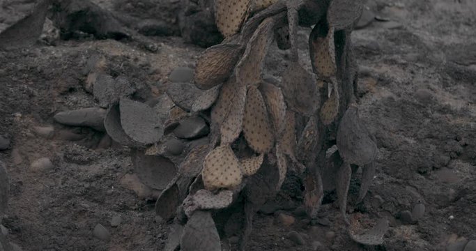 Dead Cacti - Aftermath of Thomas Fire in Ventura California December 2017