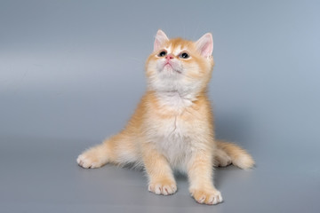 British Shorthair Kitten Cat Isolated