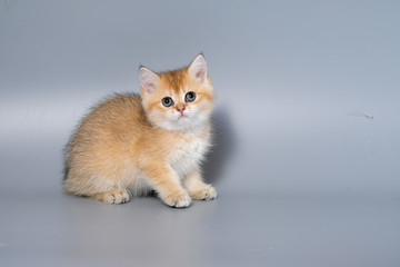 British Shorthair Kitten Cat Isolated