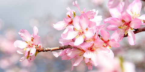 Spring blossom, almond in Alicante, Spain