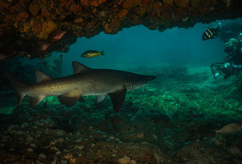 Fototapeta na wymiar Danderous shark swim throw the crystal clear water