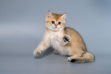 British Shorthair Kitten Cat Isolated