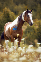 Paint horse with blue eyes standing in high green grass with flowers by sunset