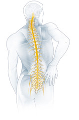 Backache, dorsal pain of a man, medically 3D illustration_4