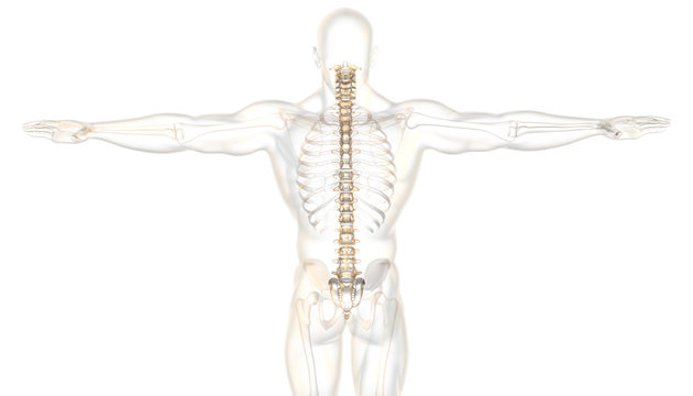 Skeleton of a man, medically 3D illustration