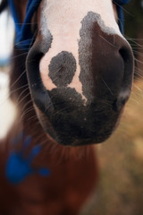 Detail of pinto horse nose with green background