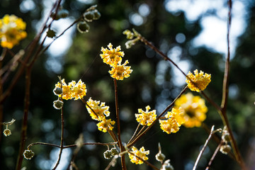 野倉のミツマタ