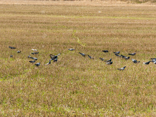 landscape with a field fed by a pigeon herd