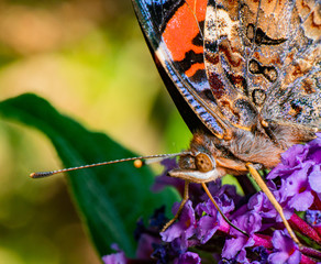 papillon 