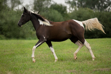 Obraz na płótnie Canvas Beautiful Arabian horse trotting through meadow 