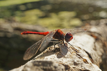 Nahansicht einer gemeinen Heidenlibelle