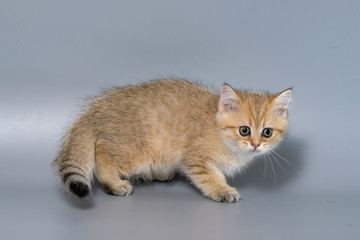 British Shorthair Kitten Cat Isolated