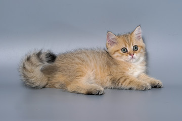 British Shorthair Kitten Cat Isolated