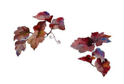 Set of decorative red and purple watercolor leaves for floristic bouquets. Red wild grape vine or red ivy plant isolated on white background